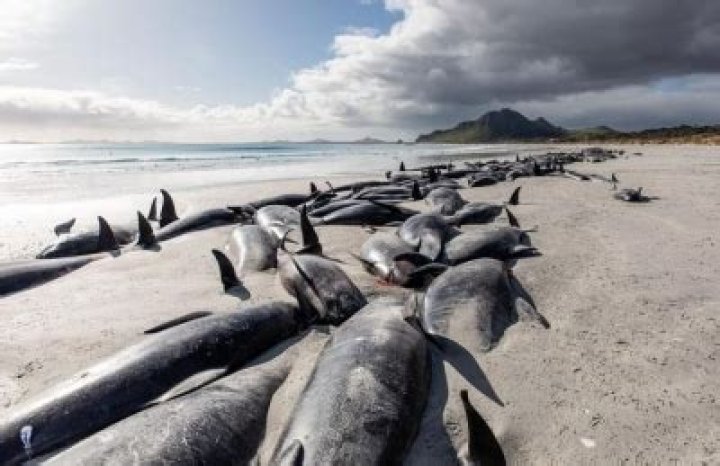 
2 back-to-back mass whale strandings on NZ’s Chatham Islands 
