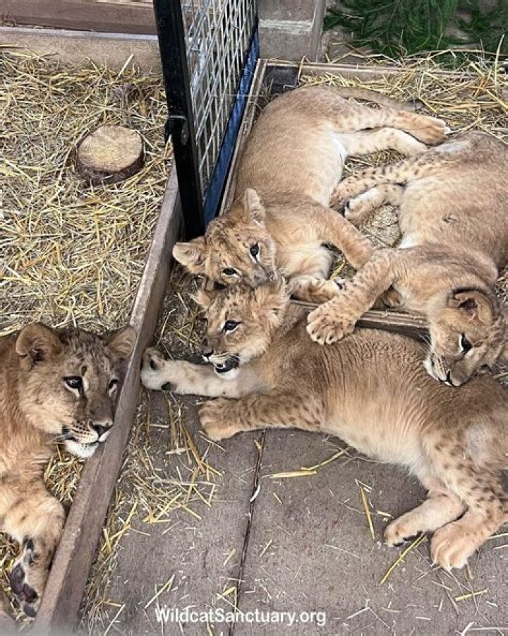 
4 Orphaned Lion Cubs Rescued from Ukraine Experience First Snow at Their New Minnesota Home 