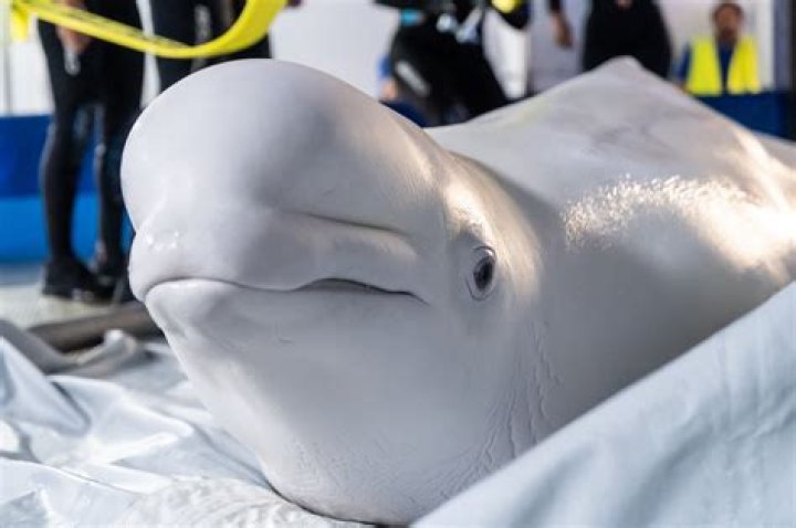 
A rescued Beluga Whale from the North French River Seine has passed away 