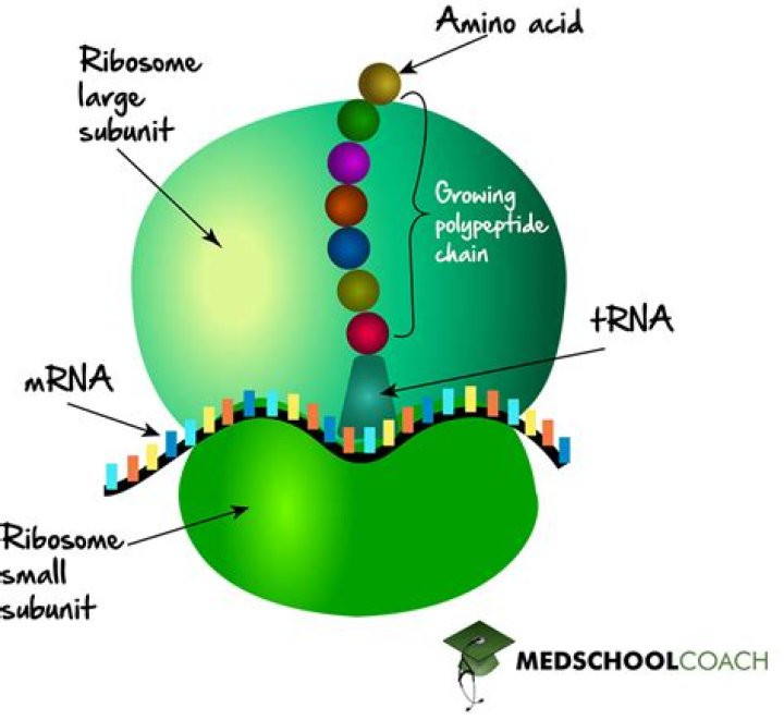Are alleles made of rna?