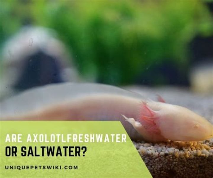 Are axolotl freshwater or saltwater?