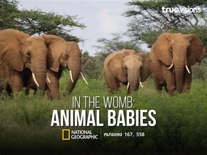 Are babies cramped in the womb?