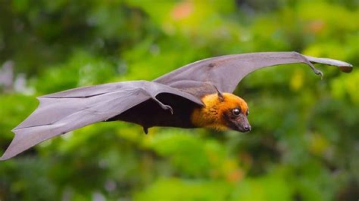 Are bats the only flying mammals?