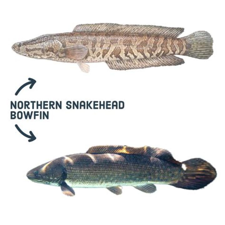 Are bowfin and mudfish the same?