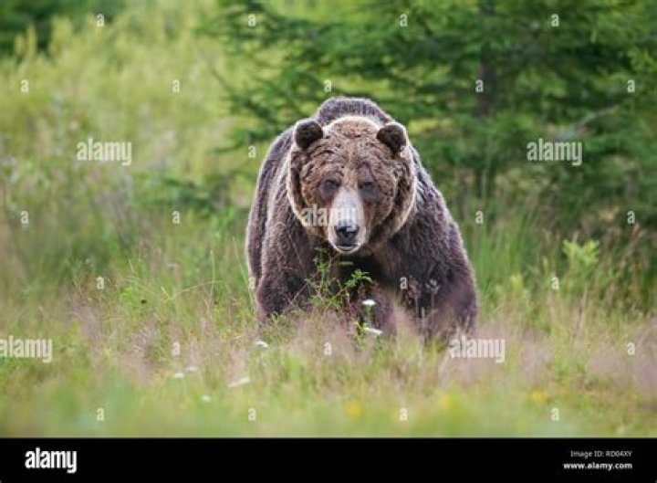 Are brown bears dangerous?