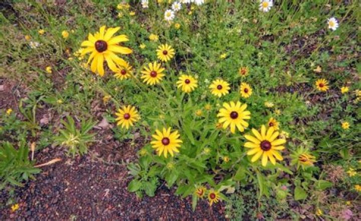 Are brown eyed susans invasive?