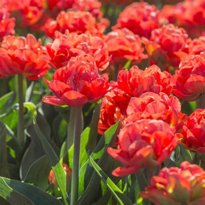 Are brunnera deer resistant?