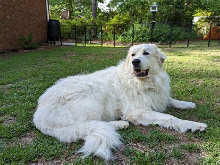 Are great pyrenees dangerous?