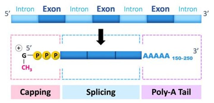 Are introns in prokaryotes?