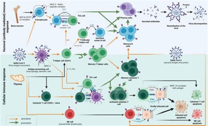 Are macrophages humoral or cell mediated?