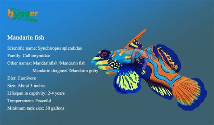 Are mandarin dragonets poisonous?