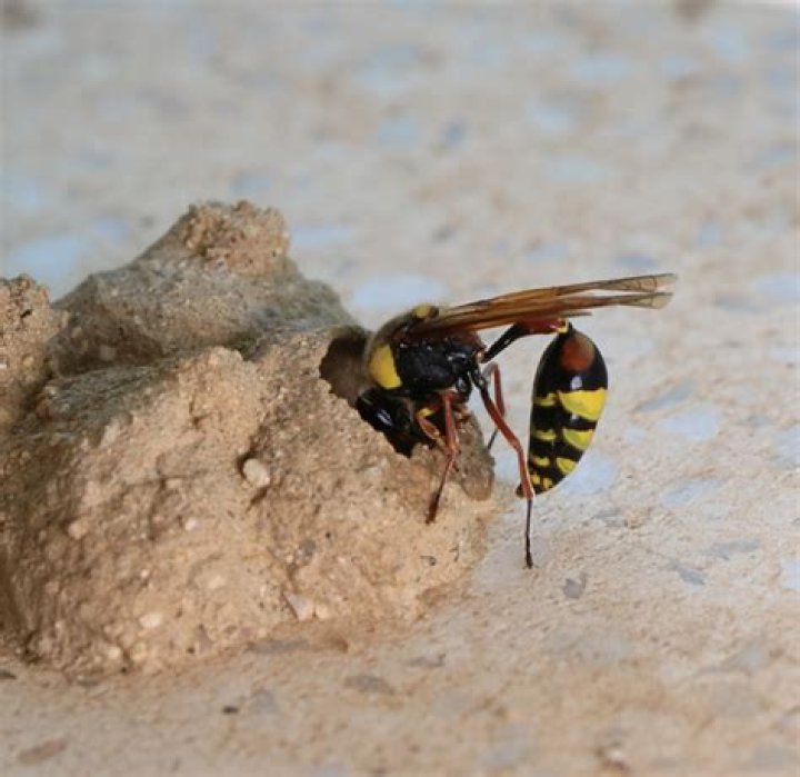 Are mud daubers mean?