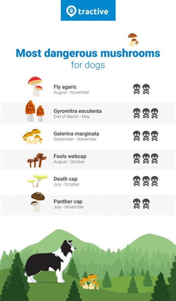 Are mushrooms bad for dogs?