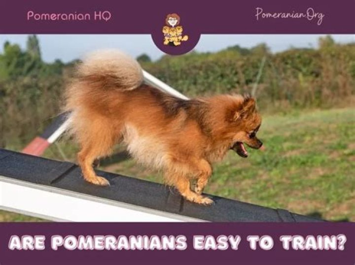 Are pomeranians easy to train?