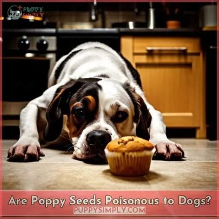 Are poppy seeds poisonous to dogs?