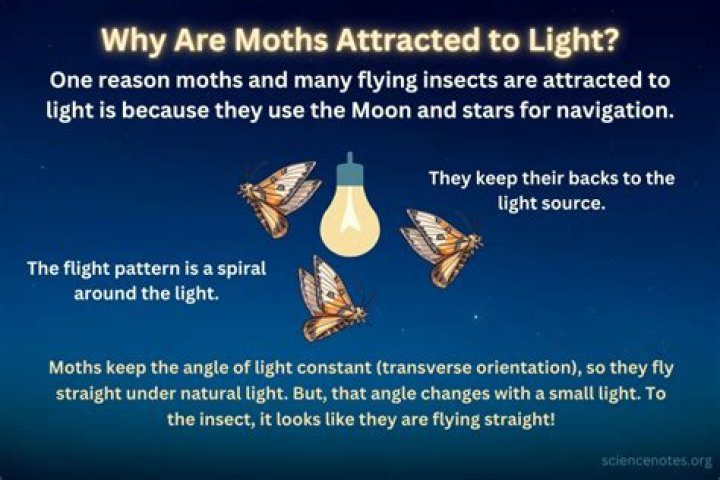 Are psocids attracted to light?