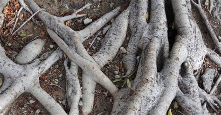 Are rowan tree roots invasive?
