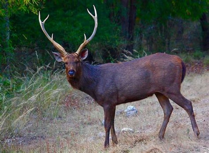 Are sambar deer good to eat?