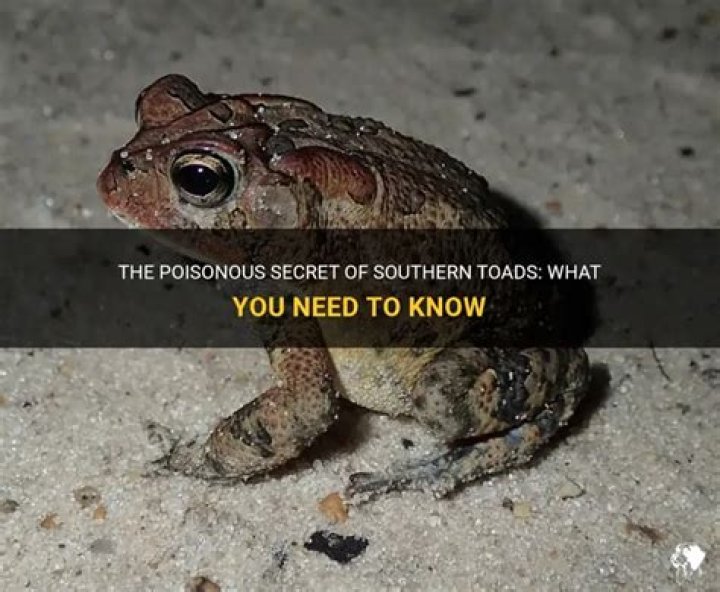 Are southern toads poisonous?