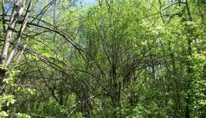 Are tamarisk trees invasive?