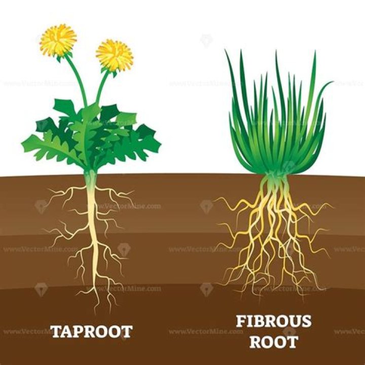 Are taproots and fibrous roots the same?