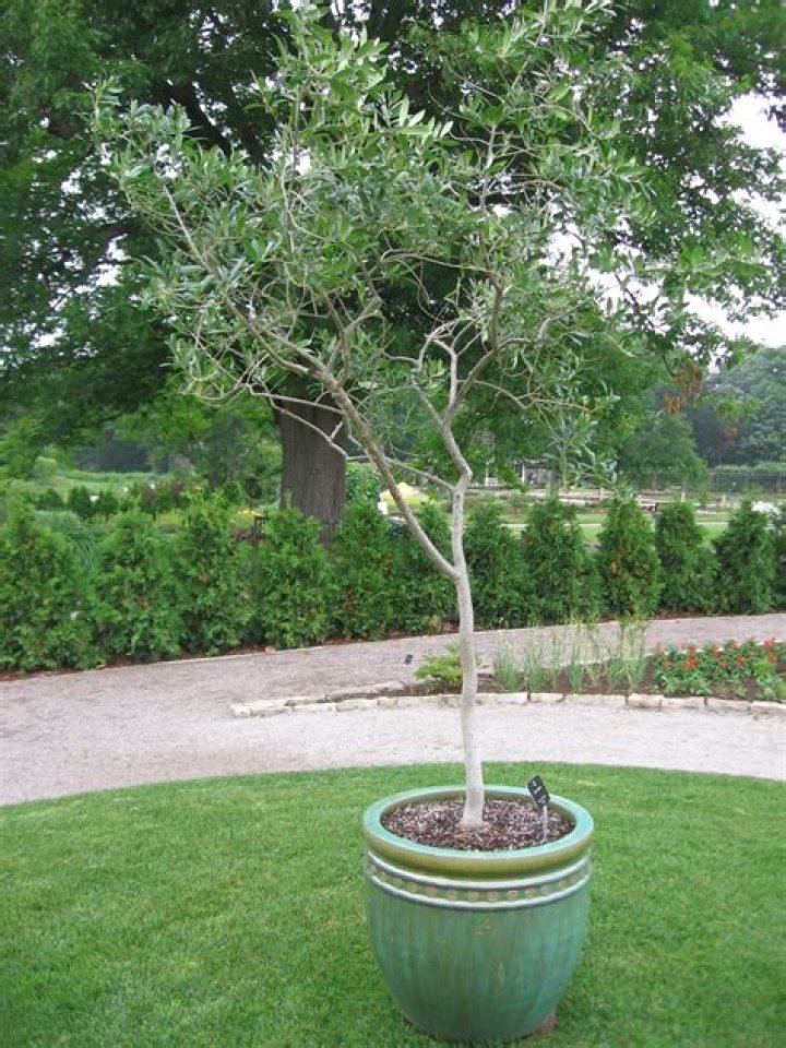 Are tea olive trees fast growing?