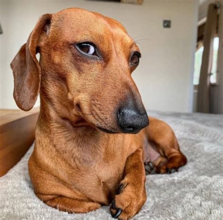 Are wiener dogs smart?
