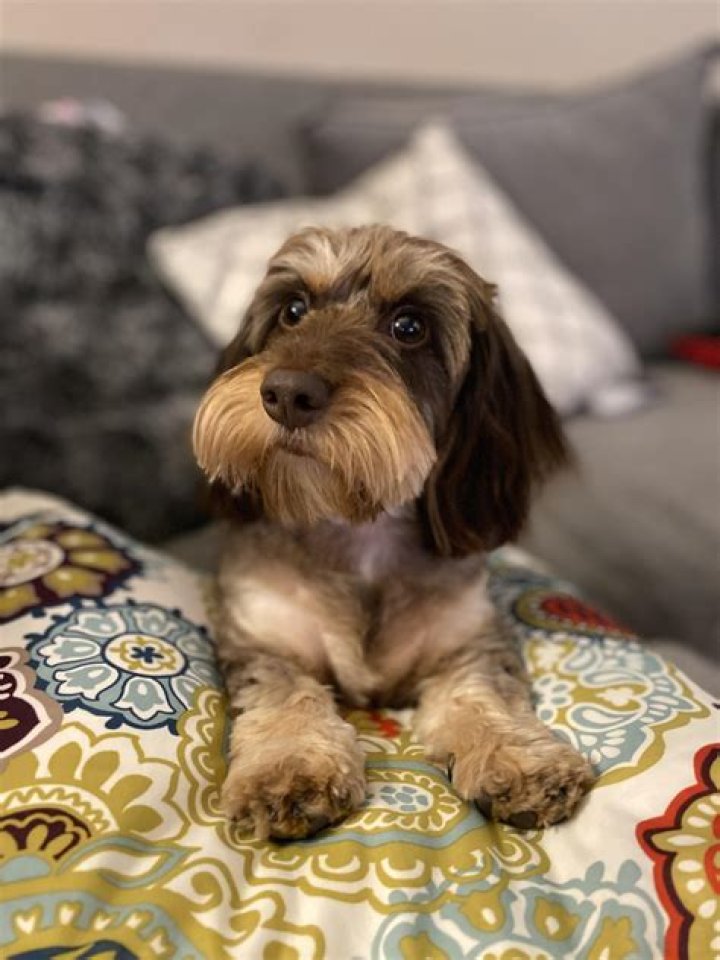 Are wire haired dachshunds soft?