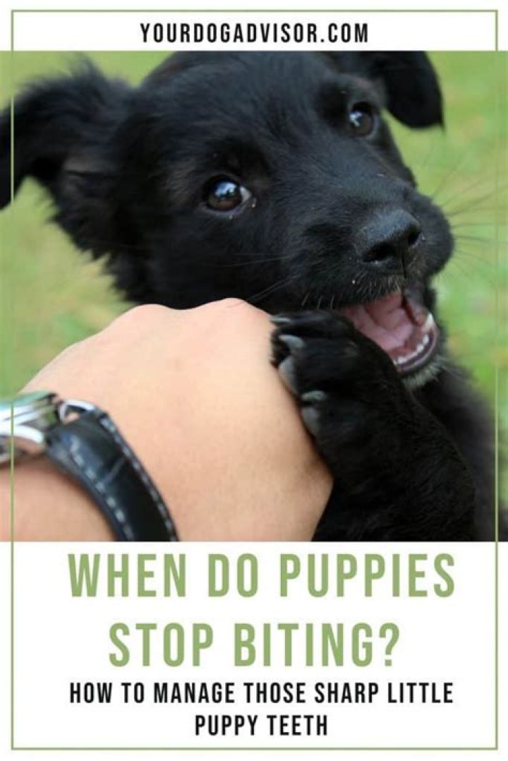 At what age do puppies stop biting?