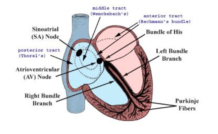Atrioventricular node is located at?