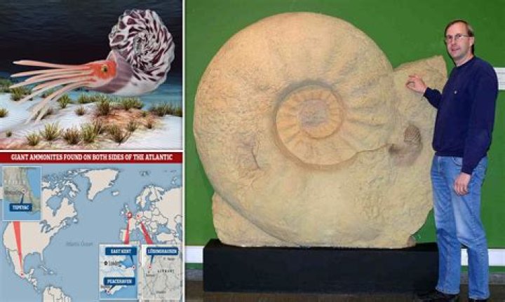 Can ammonite get wet?