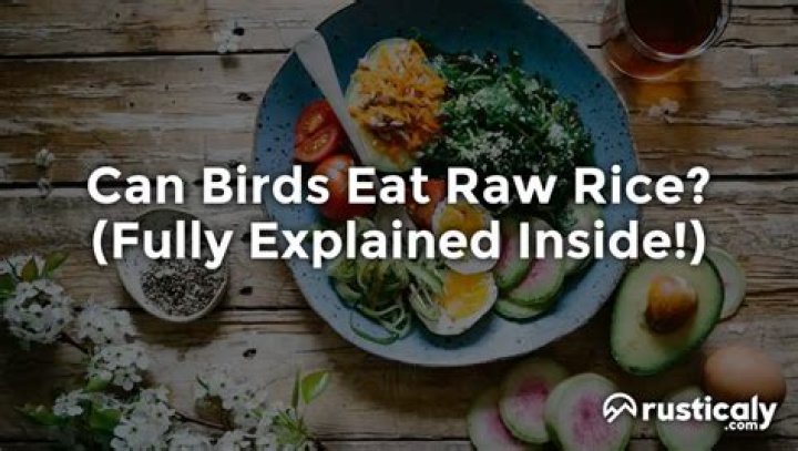 Can birds eat raw rice?