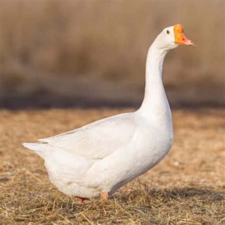 Can chinese geese fly?