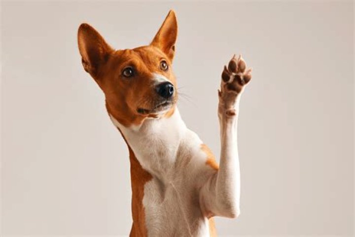 Can dogs be left pawed?