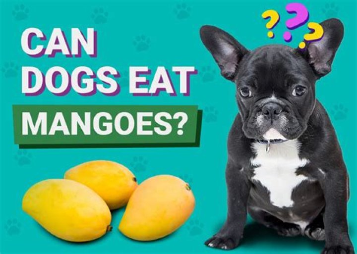 Can dogs have mangos?