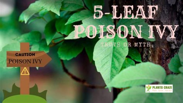 Can poison ivy have 5 leaves?