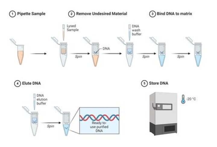 Can sds page be used for dna?