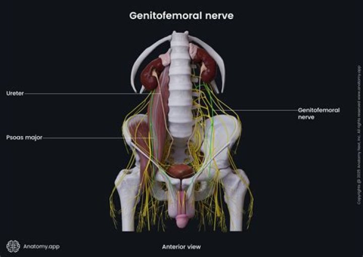 Can the genitofemoral nerve heal?