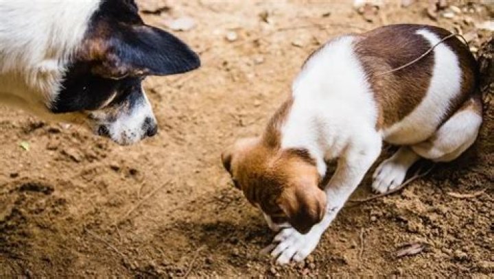 Can valley fever cause seizures in dogs?