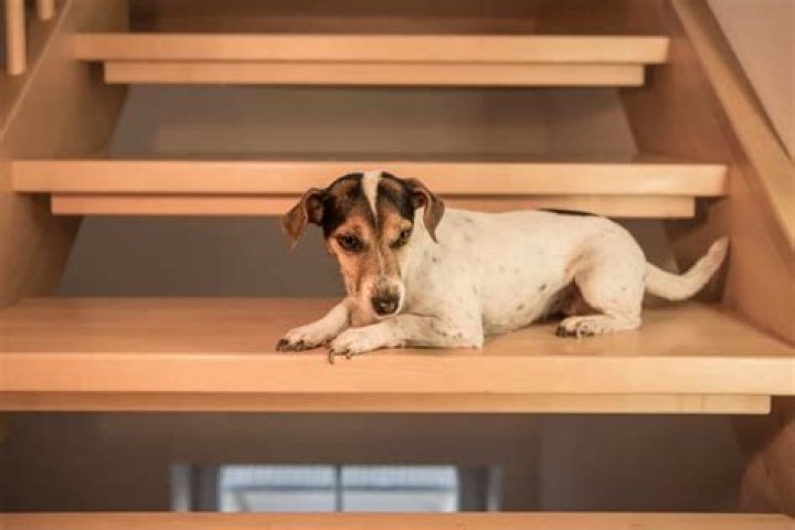 Can wiener dogs climb stairs?