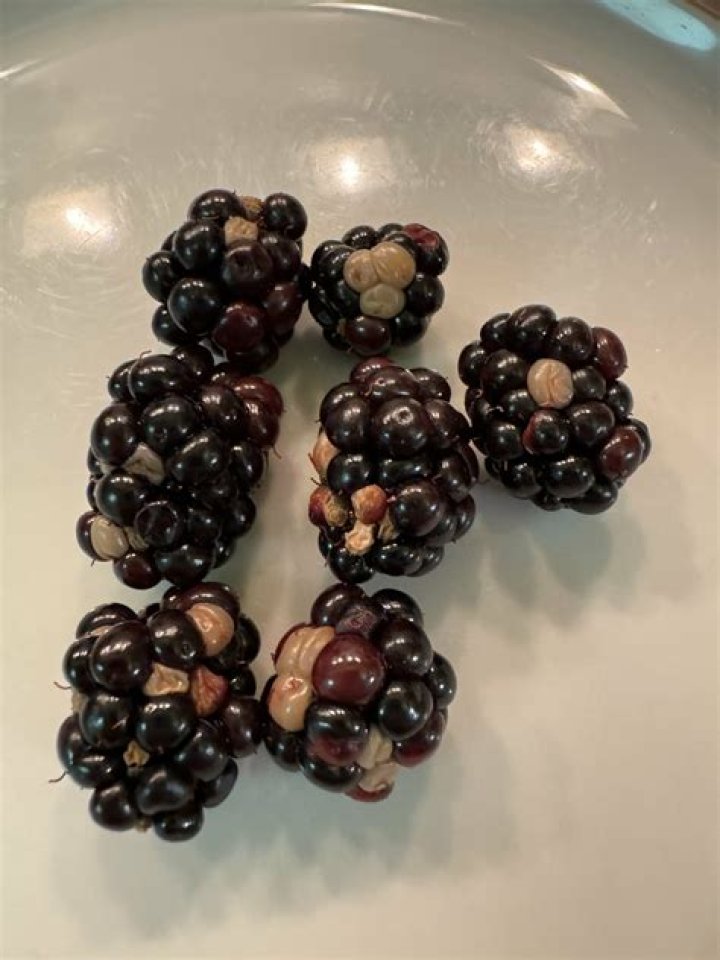 Can you eat blackberries with white drupelets?