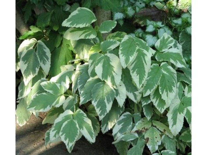 Can you eat goutweed?