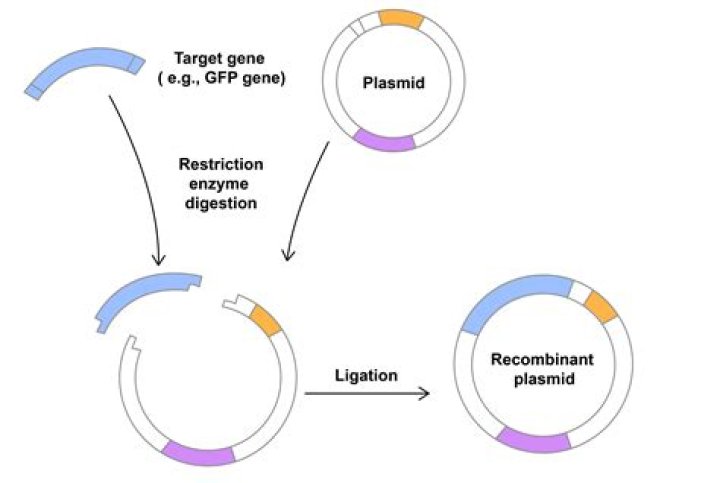 Can you extract plasmid?