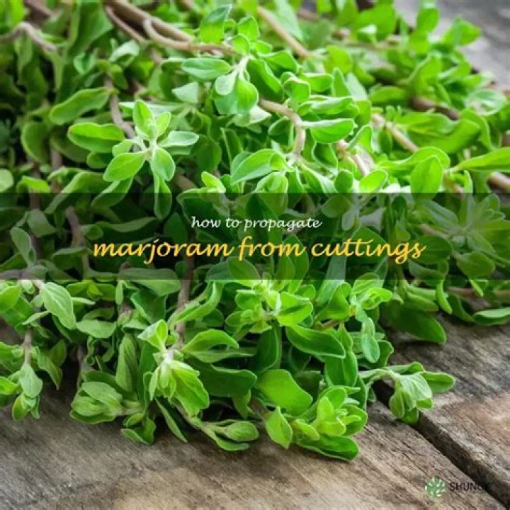 Can you grow marjoram from cuttings?