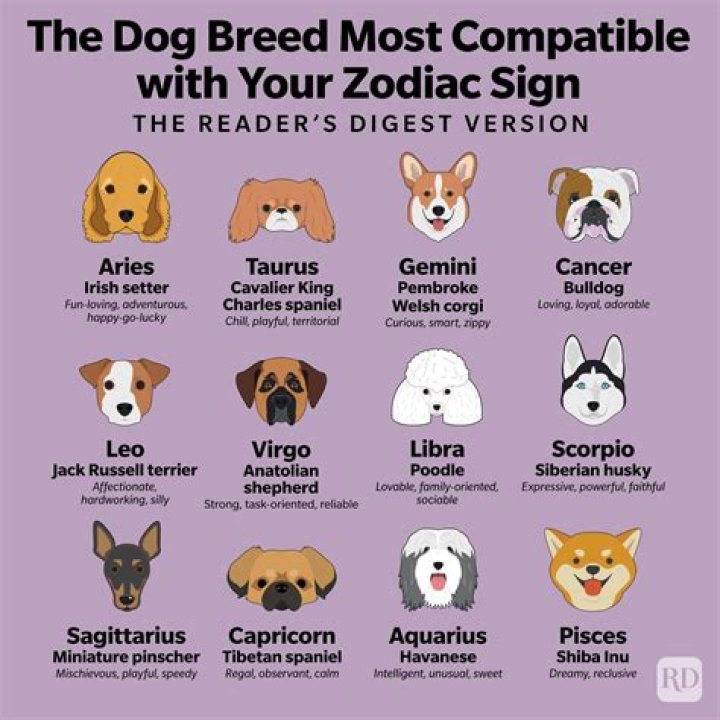 Can you hobble a dog?