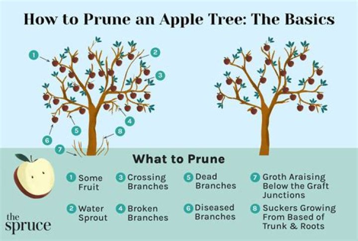 Can you prune banksias?