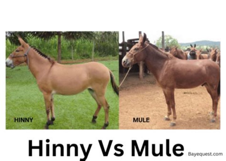 
Charlotte Fischer And Henny Vrienten Age Difference: What Happened To His Wife? 