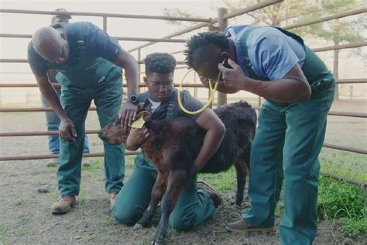 
‘Critter Fixers’ Returns with More ‘Unique’ Vet Visits: ‘Each Season Brings Us Inspiration’ 