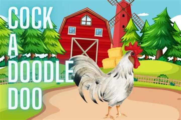 Do chickens go cockadoodledoo?