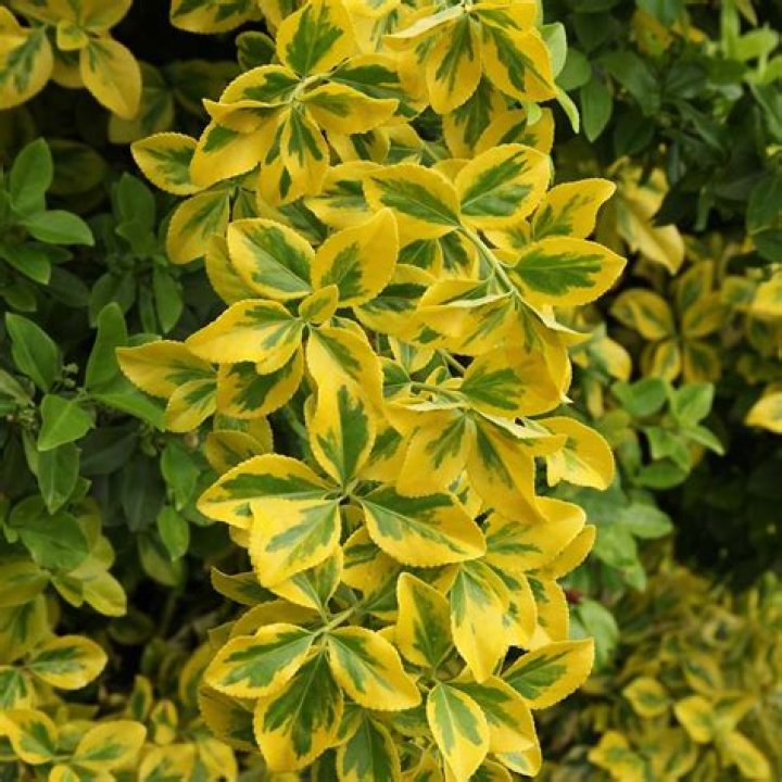 Do deer eat golden euonymus?
